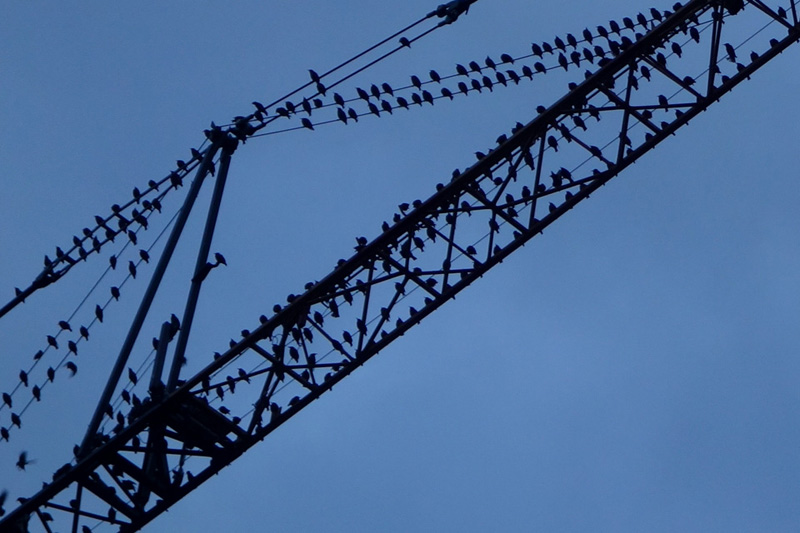 huge number of birds on the crane