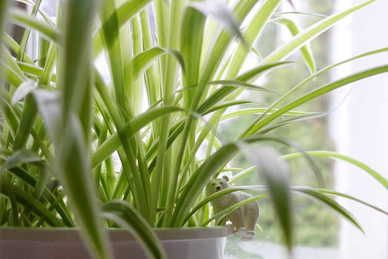 Spider Plant (Chlorophytum comosum)