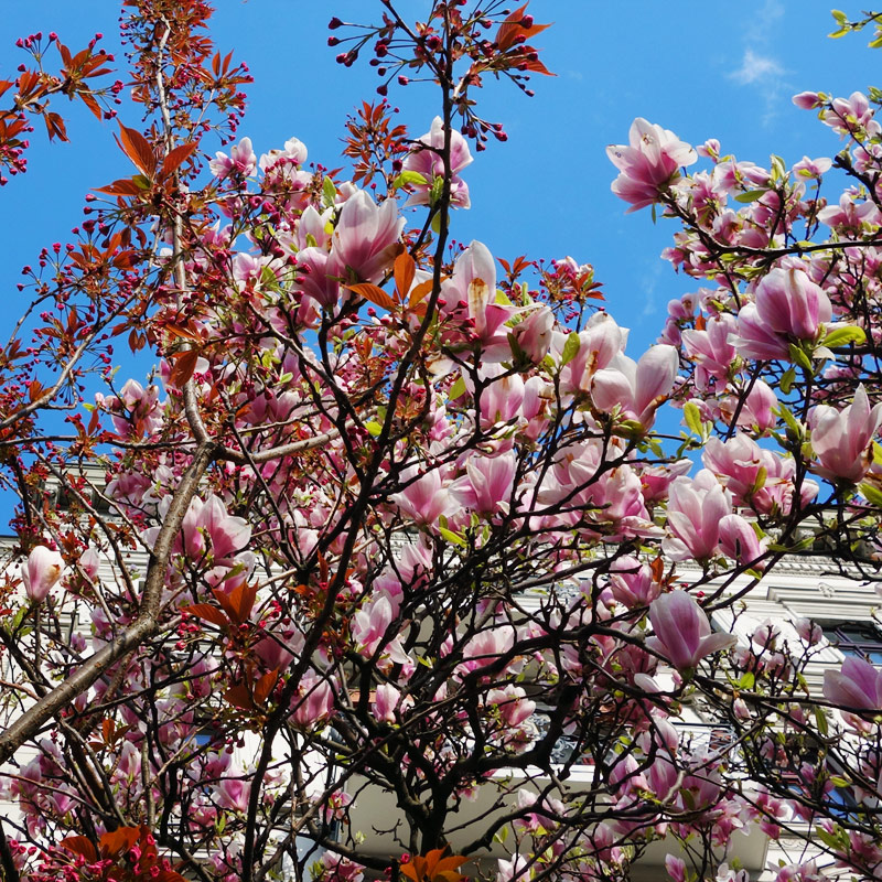 sakura with Magnolia・赤い桜と紫木蓮