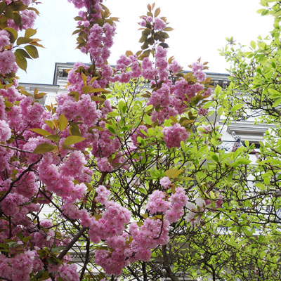 yaesakura with Magnolia・1week later