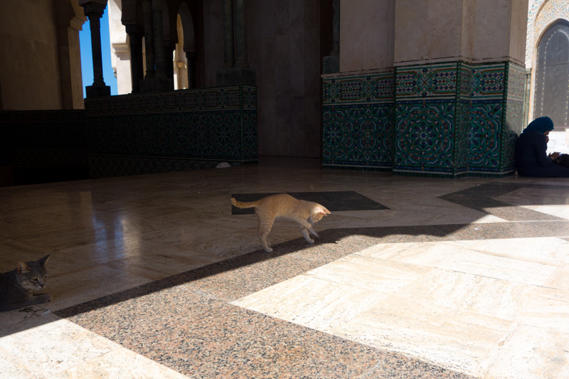 Cats in Casablanca・モロッコの猫（カサブランカ）
