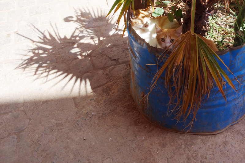 Cats in Marrakech・モロッコの猫（マラケシュ）