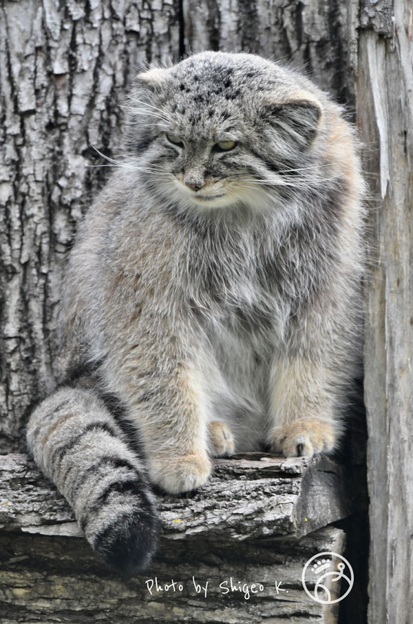 The Pallas's cat (Manul) from North Dakota with photographer's new signature・アメリカノースダコタのマヌルネコ、紋入り